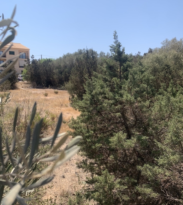 IMG_9244.jpeg